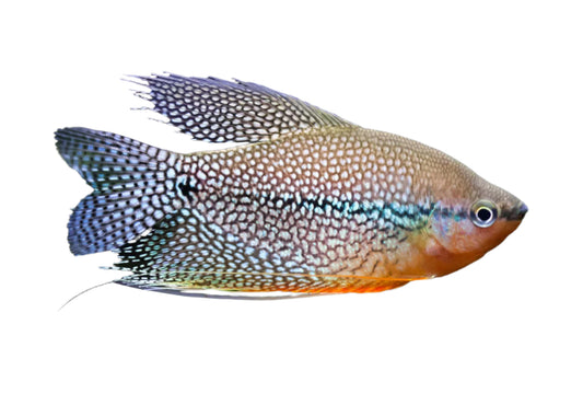 Pearl Gourami - 3 inch