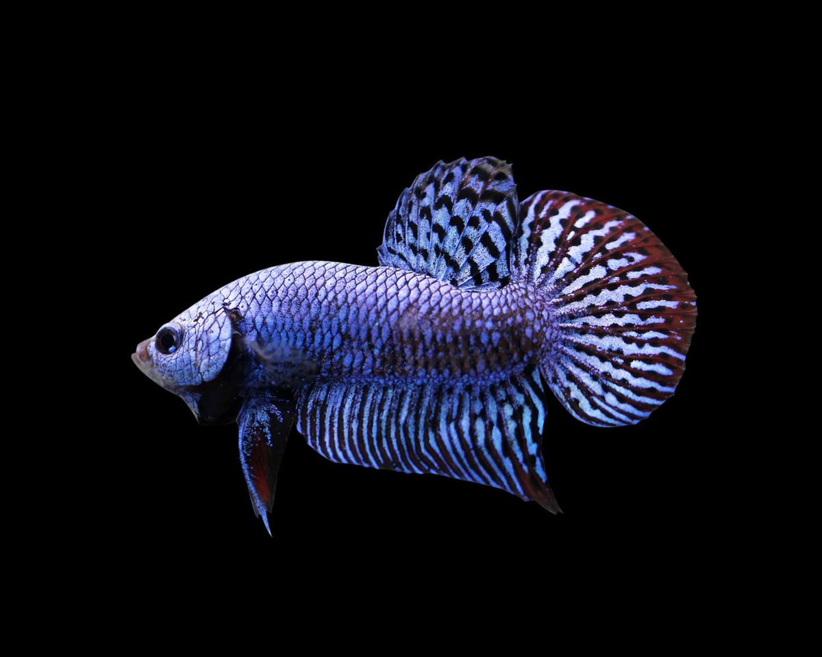 Ajman Aquarium – UAE’s Best Aquatic Store