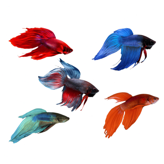 male betta assorted - regular size