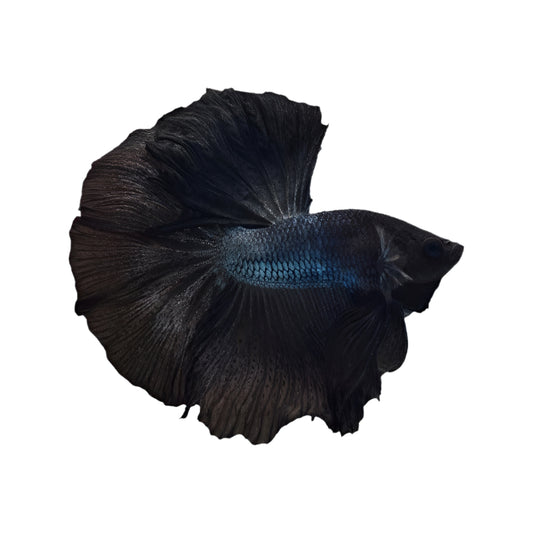 male half moon black orchid - regular size