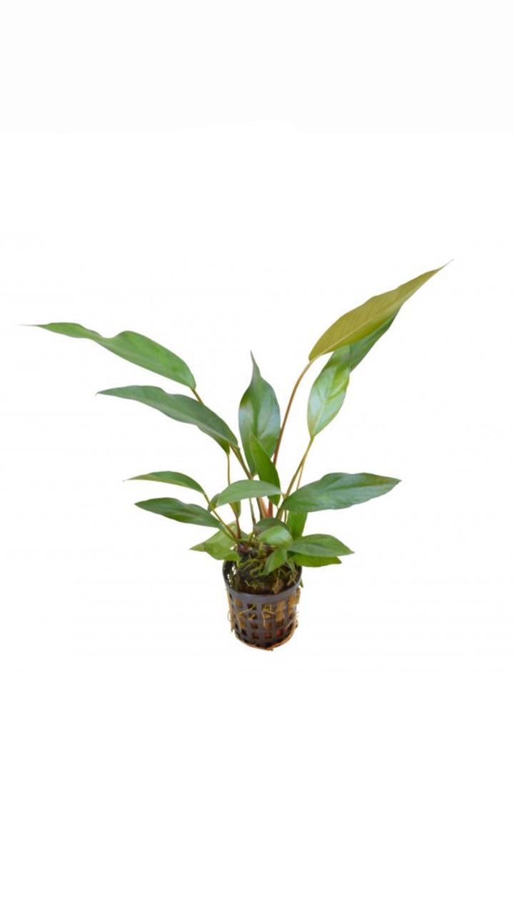 Anubias Lanceolata - Potted Plant