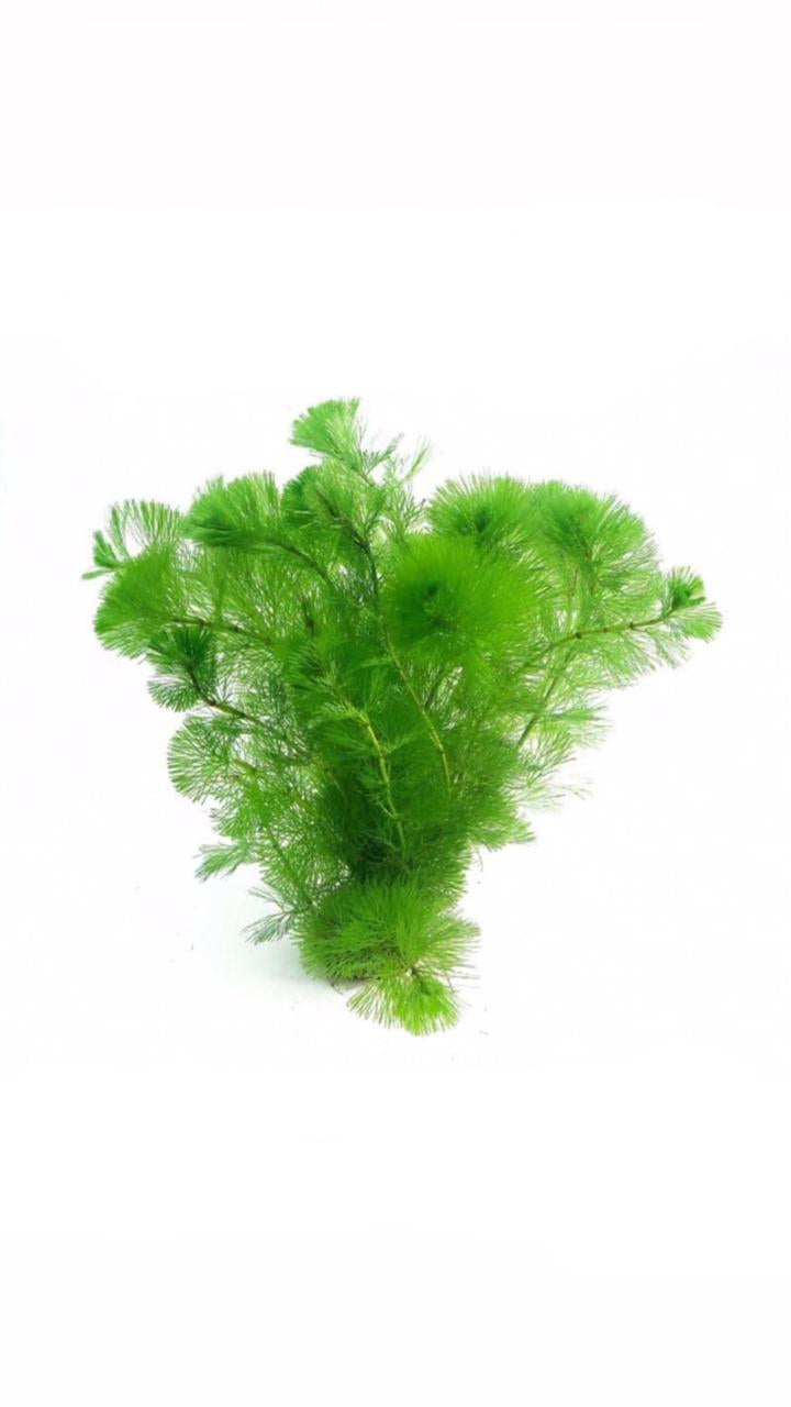 Cabomba Caroliniana - Potted plant