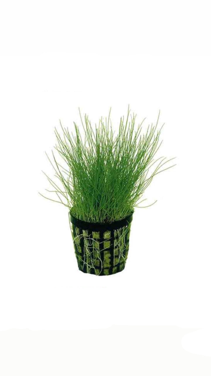 Eleocharis Parvula - Potted Plant