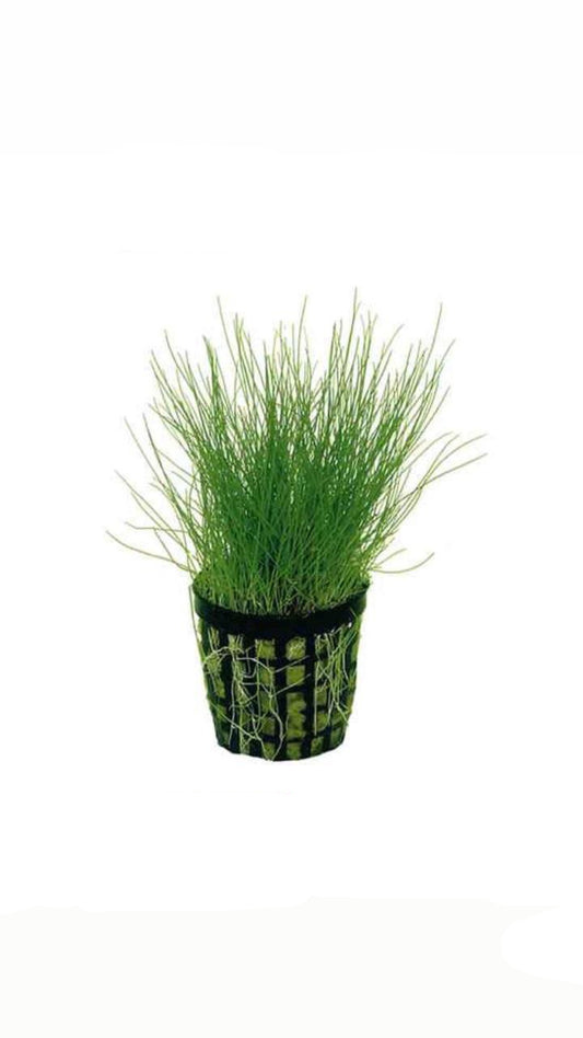 Eleocharis Parvula - Potted Plant