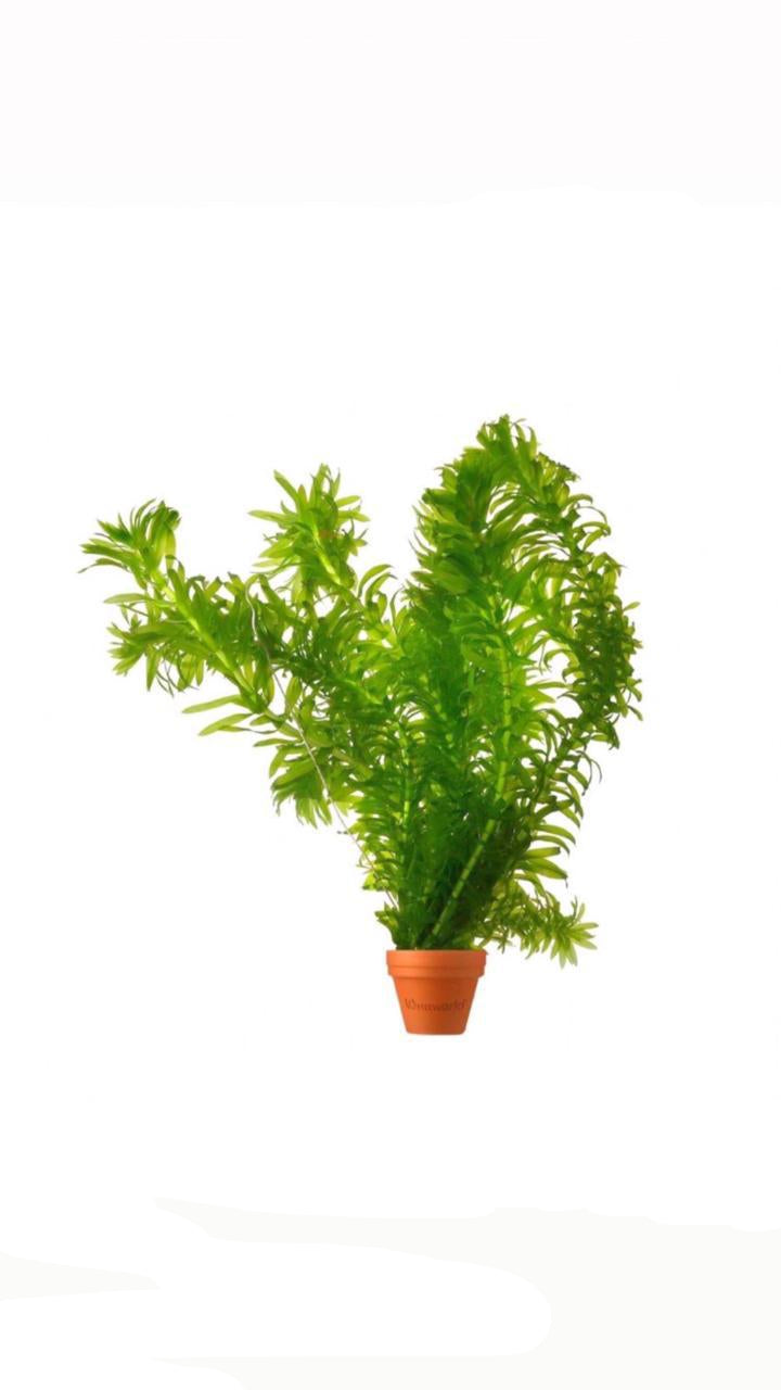 نبات إلوديا دينسا في وعاء