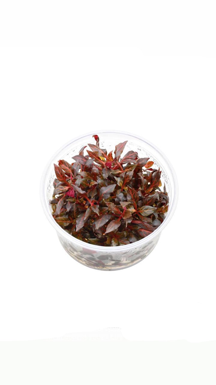 Alternanthera Reineckii 'Mini' Cup Plant