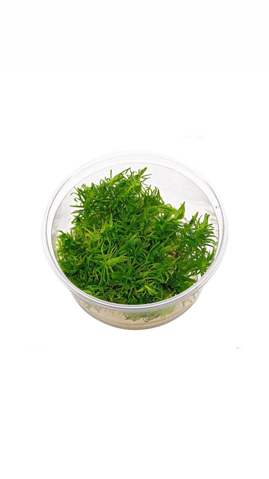 Pogostemon Erectus Cup Plant