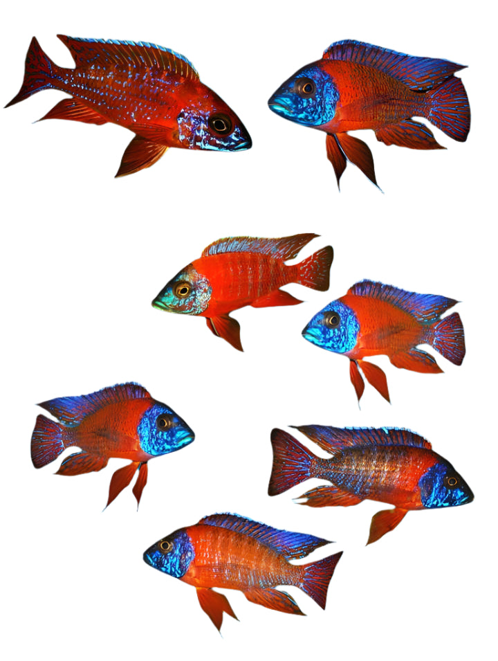 Red peacock cichlid - 4 inch
