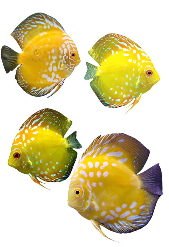 yellow panda discus - 3 inch