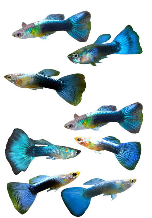 male neon blue guppy - regular size