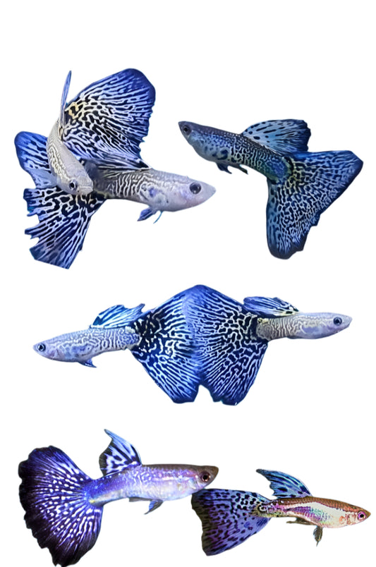 purple cobra guppy pair - regular size