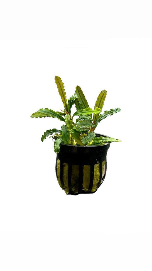bucephalandra sp. green wavy - potted plant