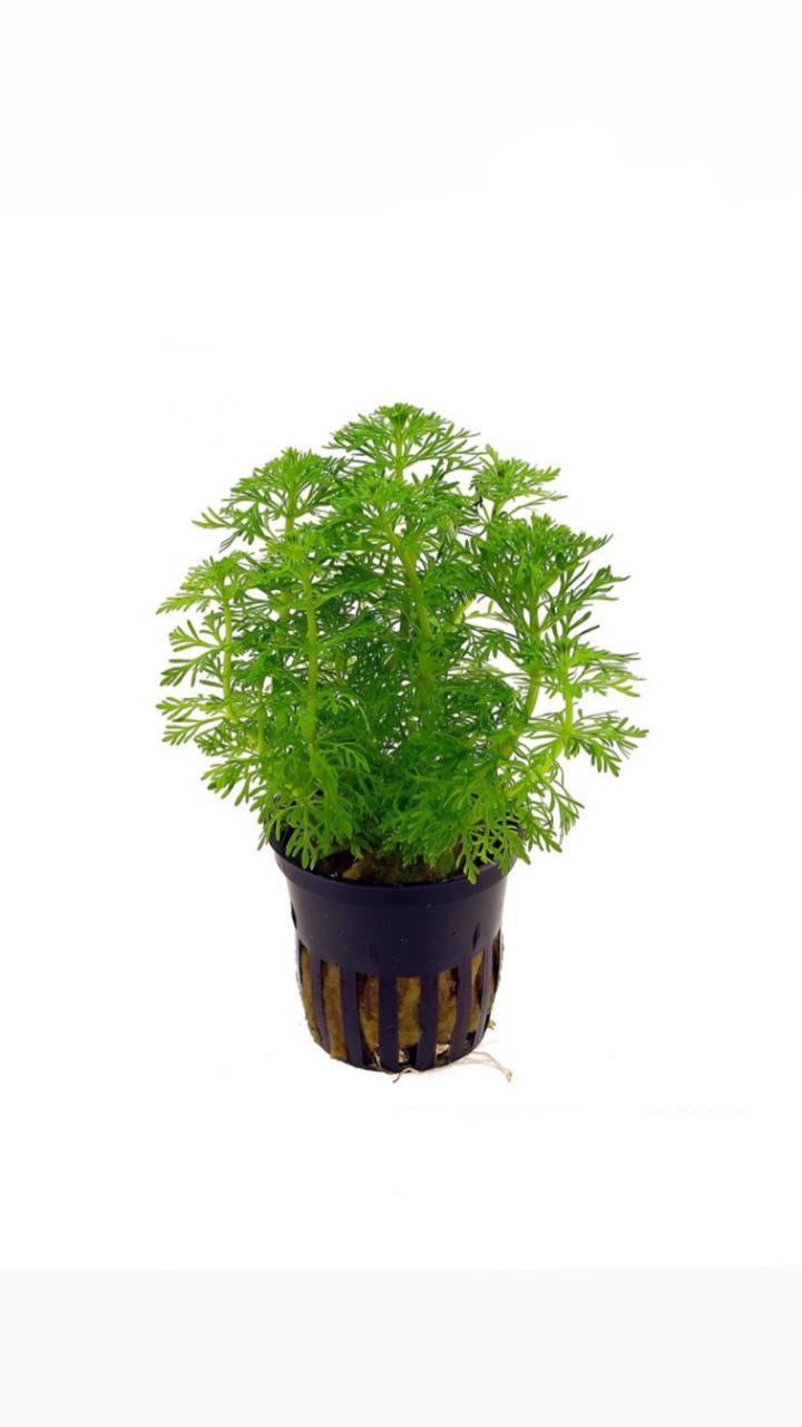 limnophila sessiliflora - potted plant