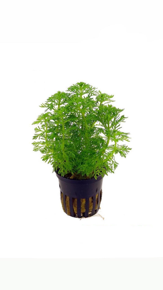 limnophila sessiliflora - potted plant
