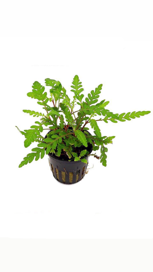 hygrophilia pinnatifida - potted plant