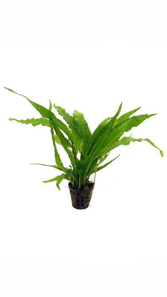 java fern microsorum pteropus - potted plant