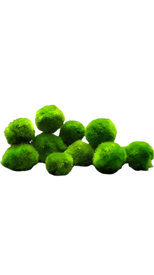 moss ball - per pcs
