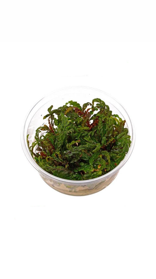 hygrophila pinnatifida -  cup plant