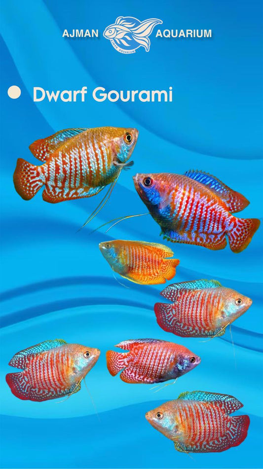 dwarf gourami - L