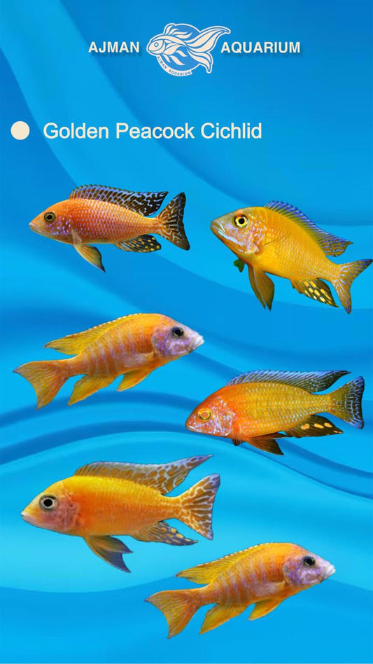 golden peacock cichlid - 3 inch
