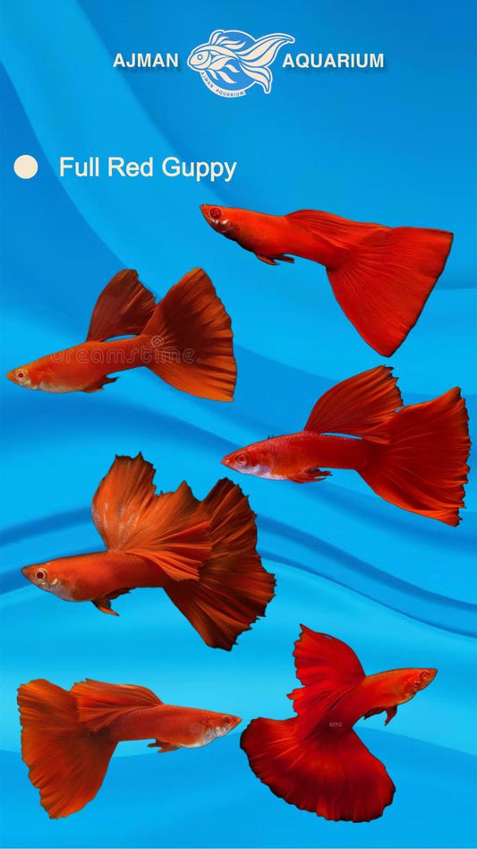 full red guppy - regular size
