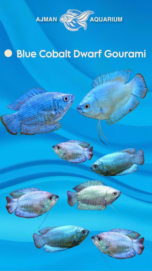 blue cobalt dwarf gourami - L