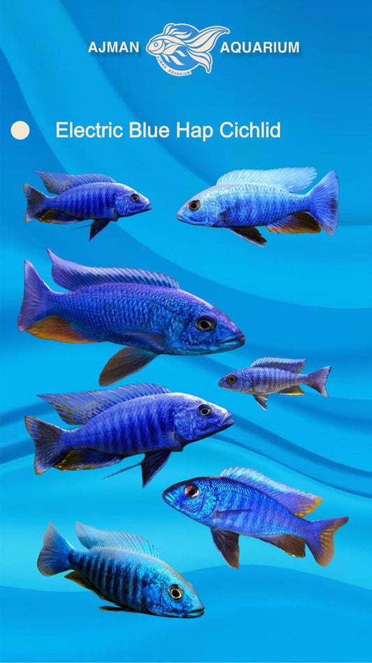 Electric Blue Hap Cichlid - 3 inch