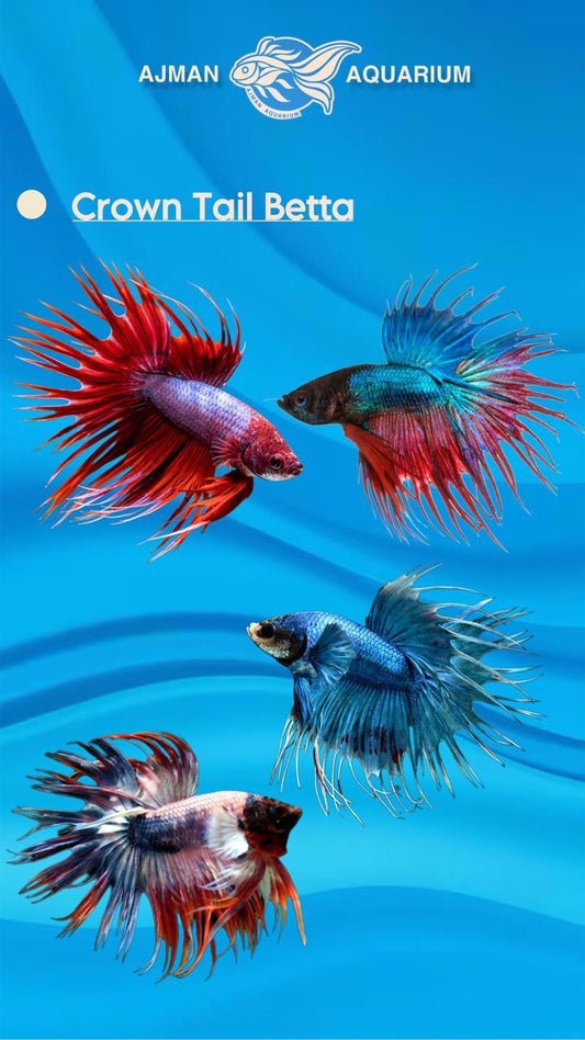 male crown tail betta - regular size