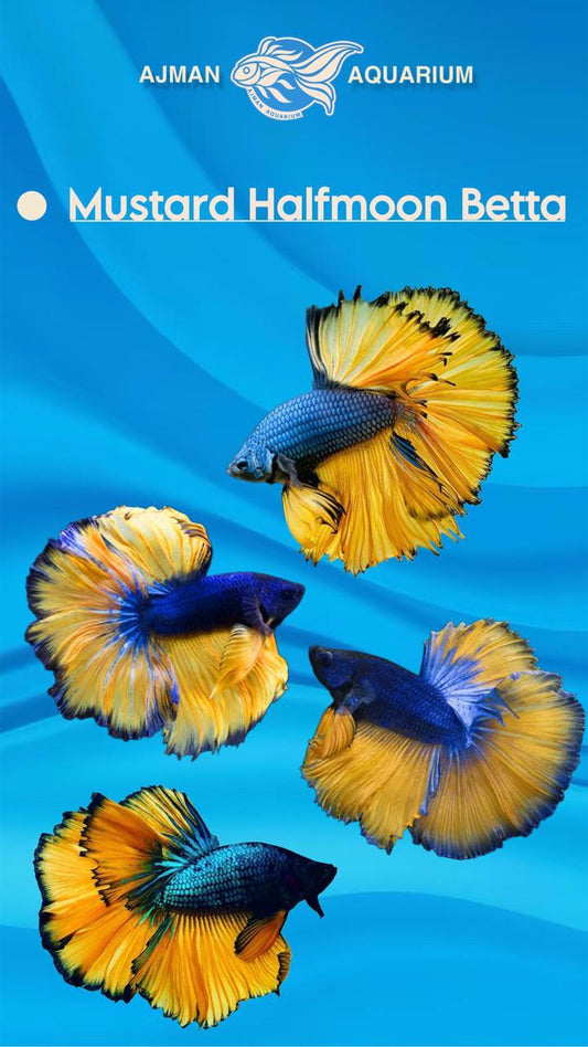 male half moon betta mustard - regular size