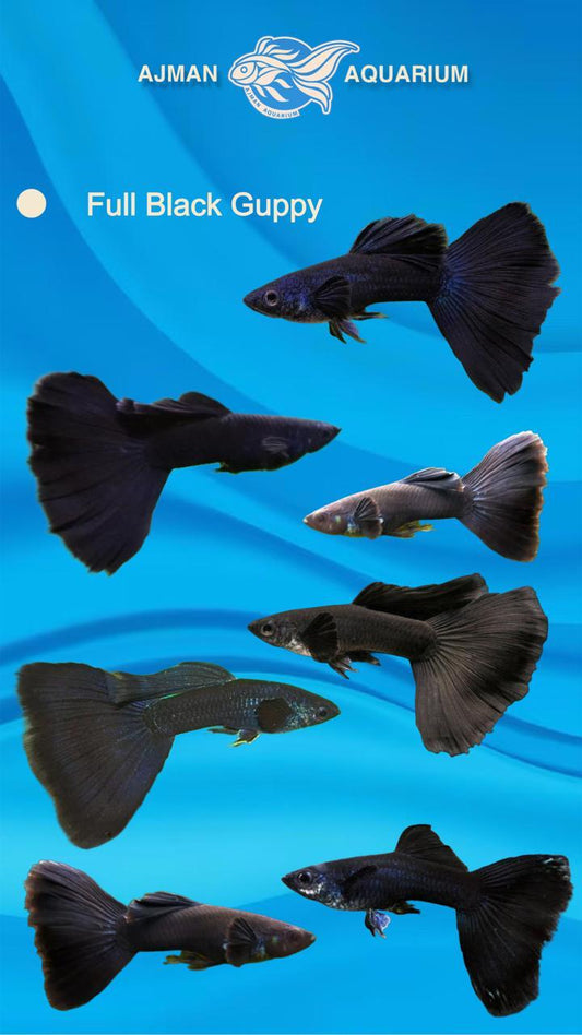 full black guppy pair - regular size