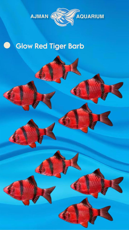 glow tiger red - regular size