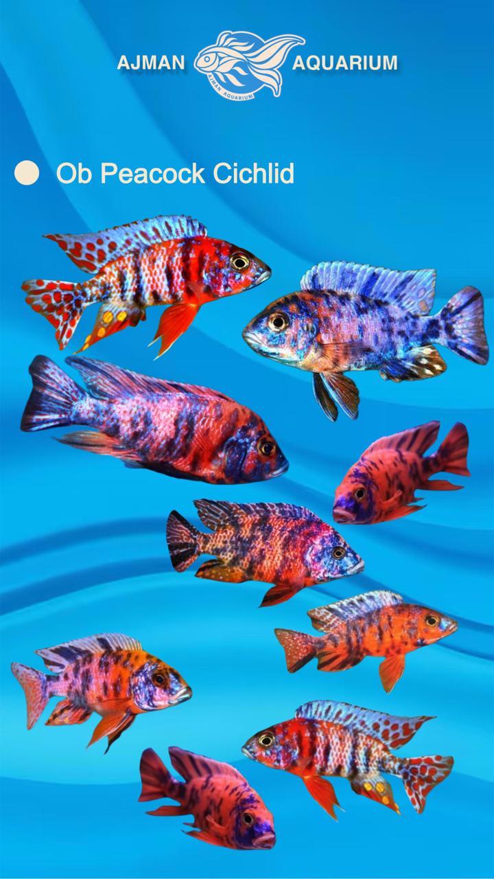 Ob Peacock Cichlid