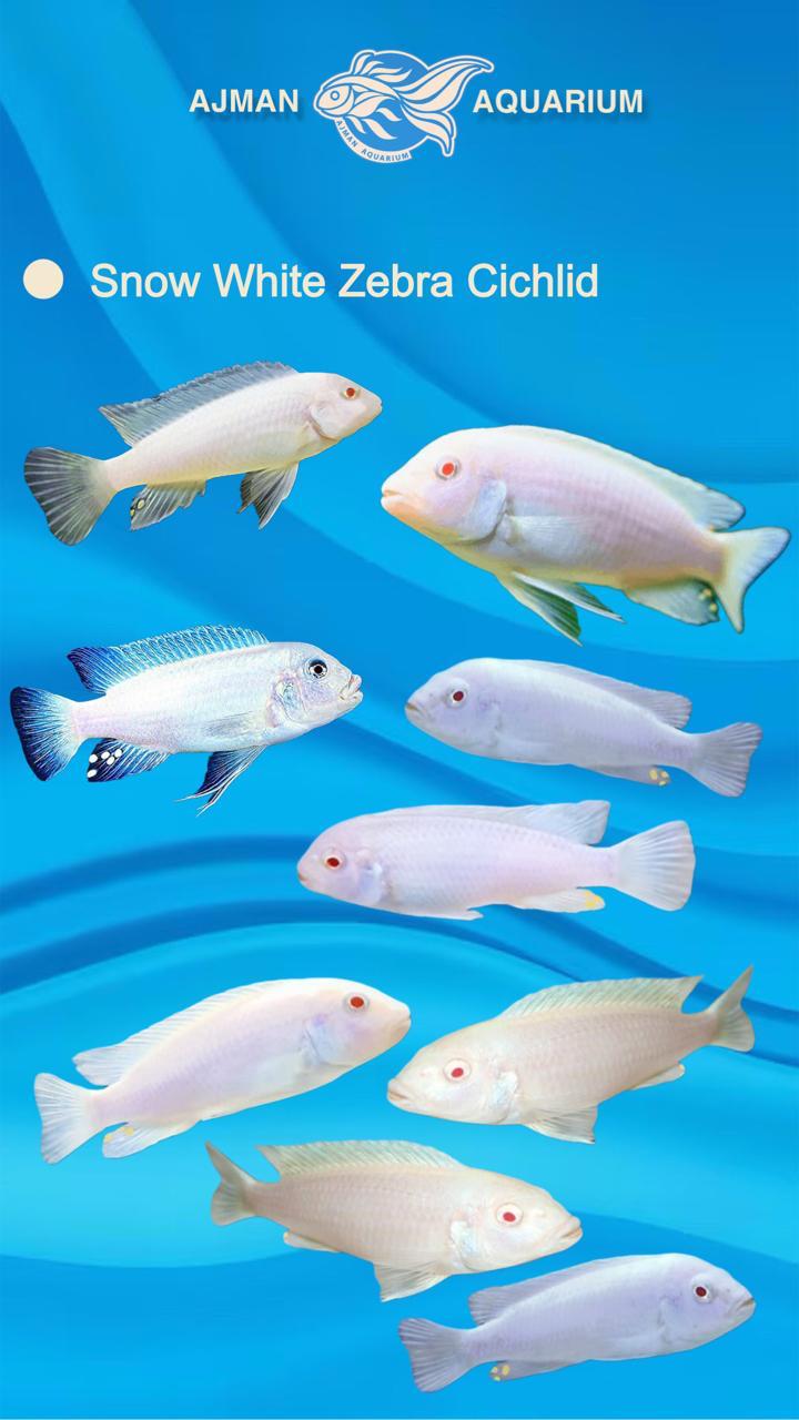 snow white zebra cichlid - 3 inch