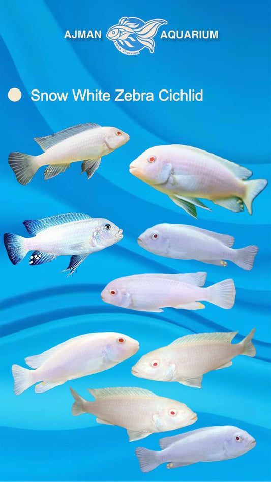 snow white zebra cichlid - 3 inch