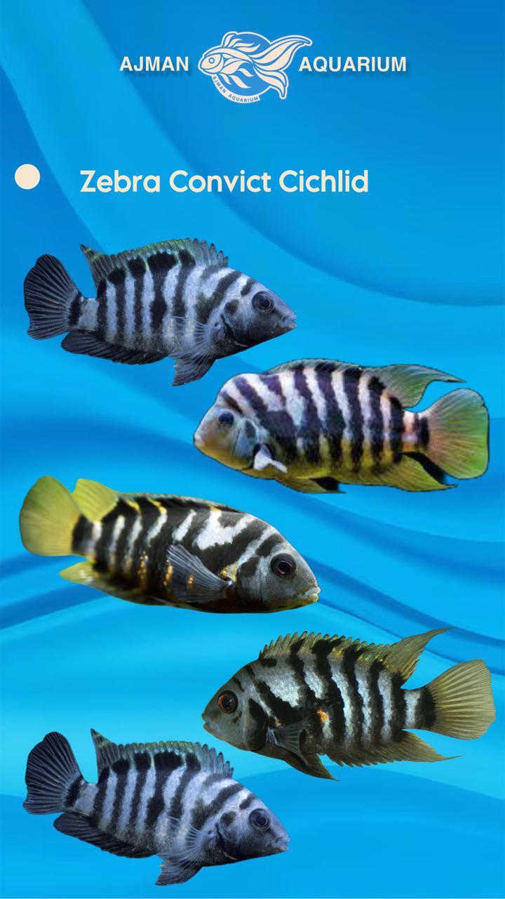 zebra convict cichlid - 2 to 2.5 inch