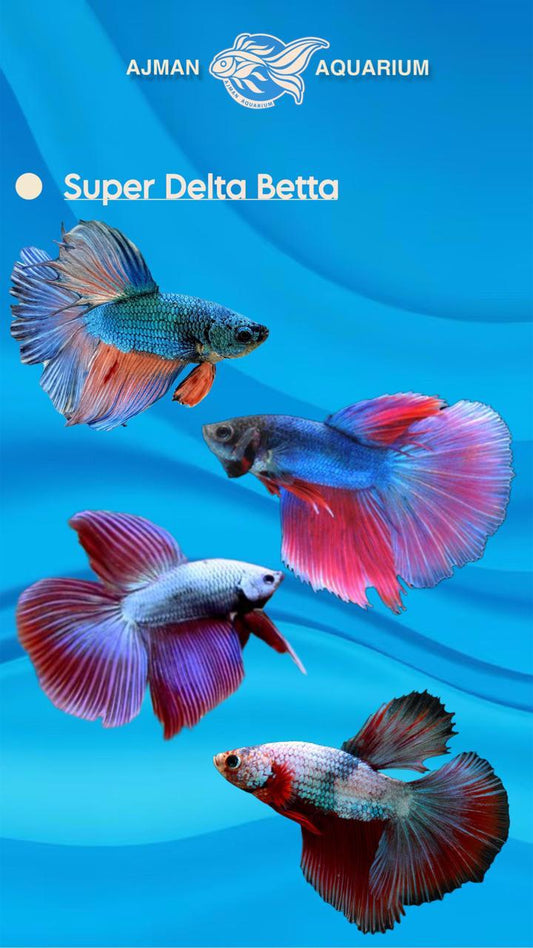 male betta super delta - regular size