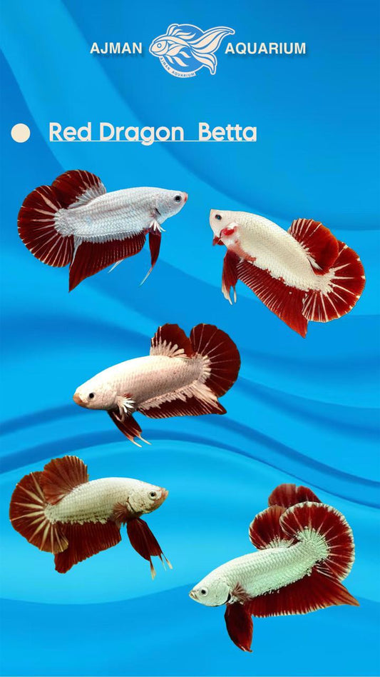male red dragon betta - regular size