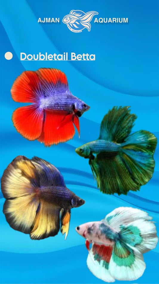 male betta double tail mix color - regular size