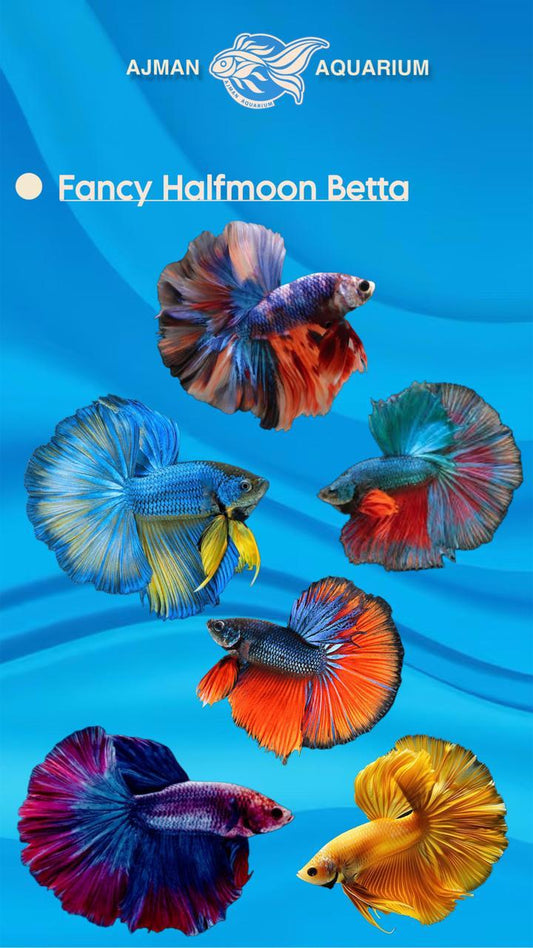 male half moon fancy betta - regular size
