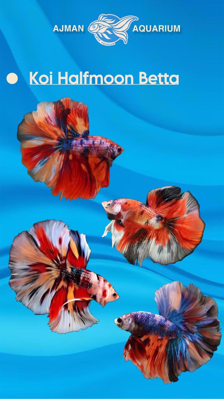 male koi half moon betta - regular size