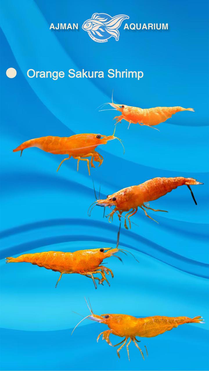 Orange Sakura Shrimp - 1 to 2 cm