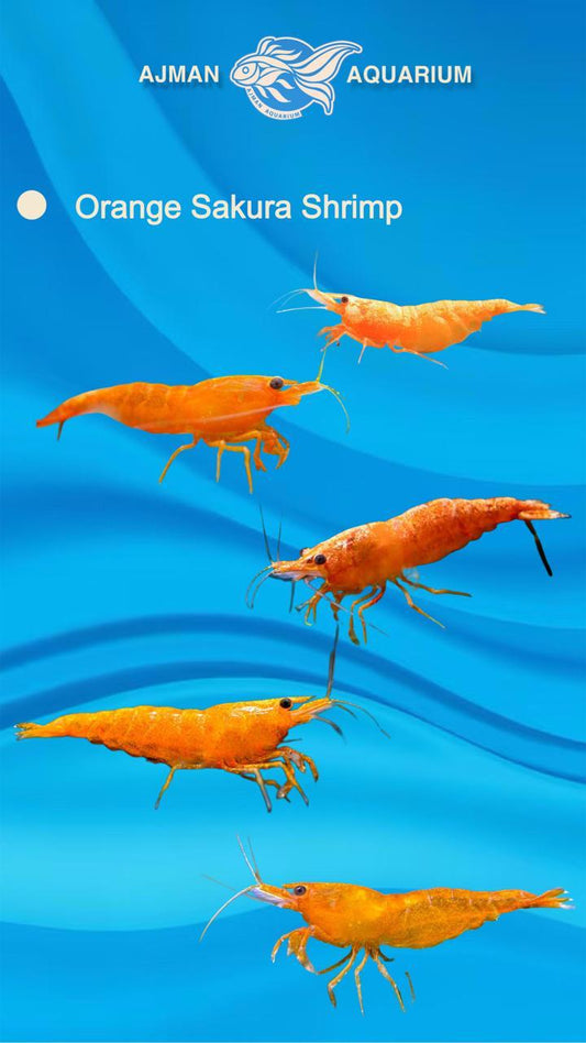 Orange Sakura Shrimp - 1 to 2 cm