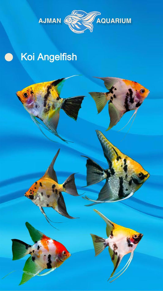 koi angel - 3 inch
