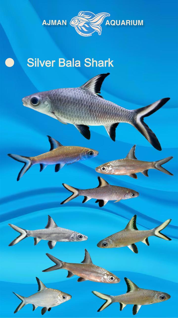 Silver Bala Shark