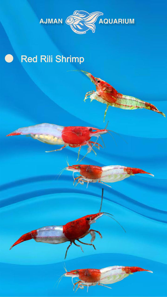 red rili shrimp - 1 to 2 cm