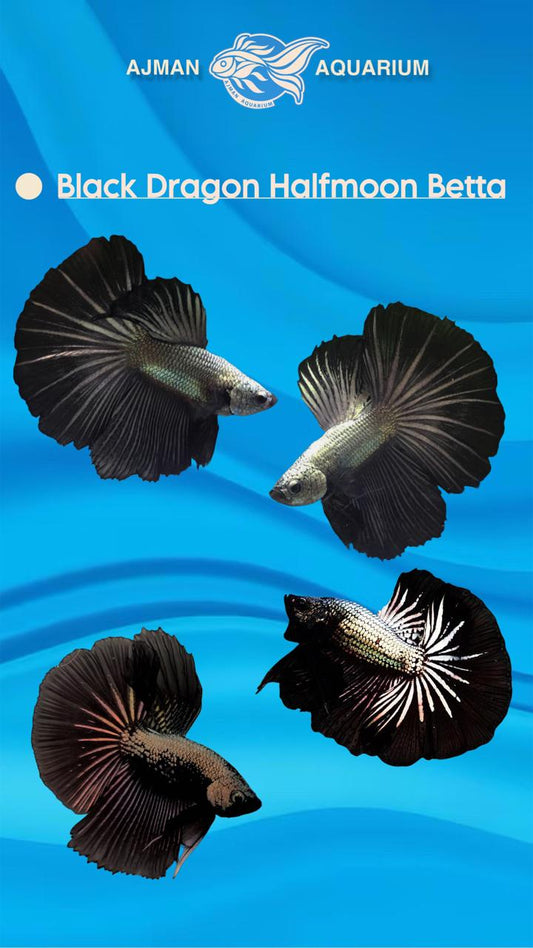 male half moon black dragon - regular size