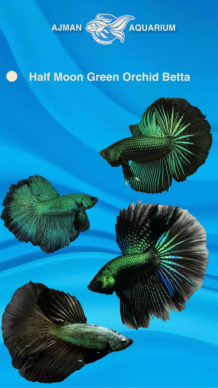 male half moon green orchid - regular size