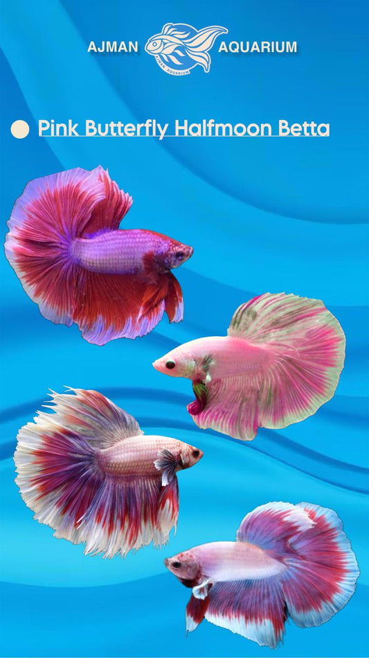 male half moon pink butterfly - regular size