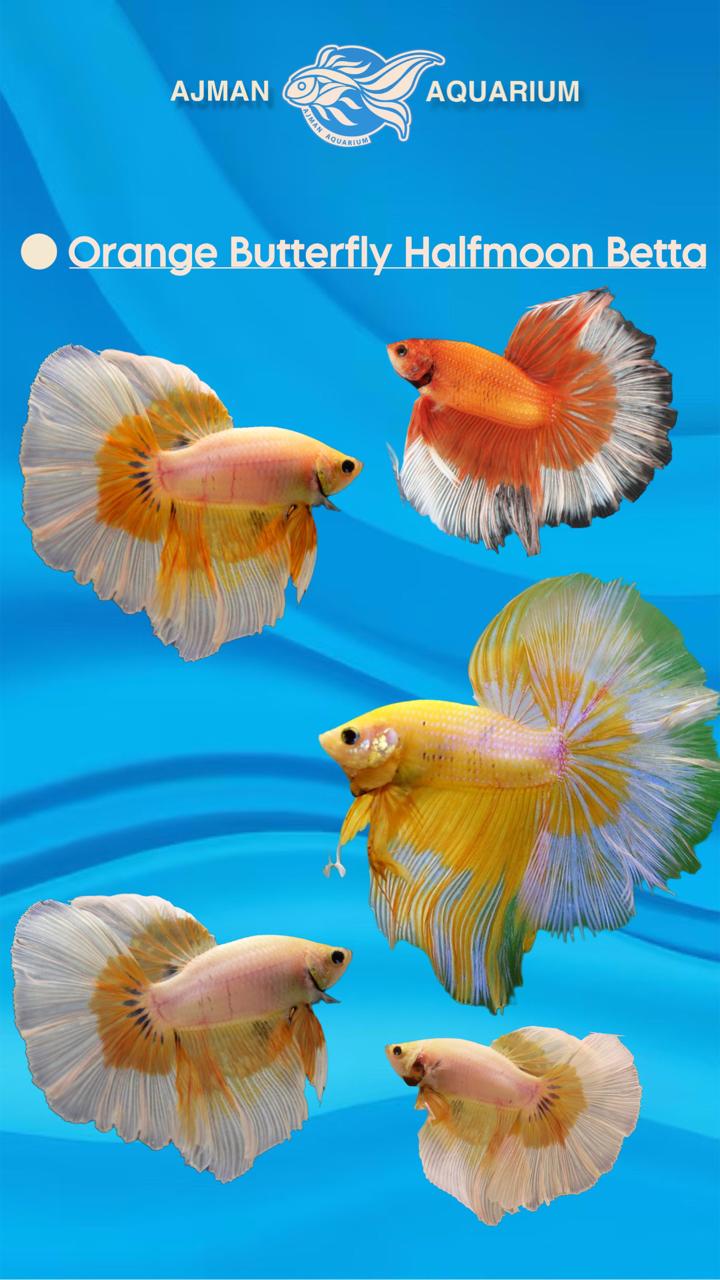 male half moon orange butterfly - regular size