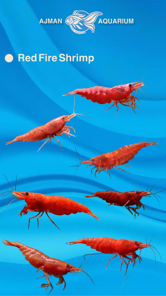 red fire shrimp - 1 to 2 cm
